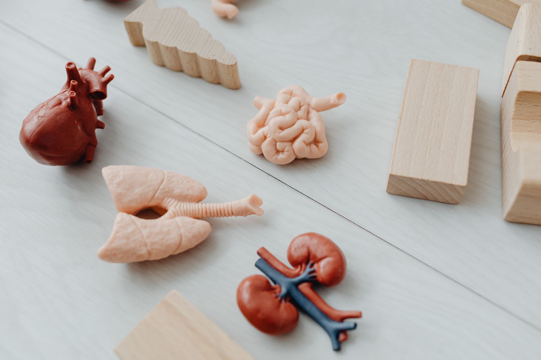 medical education anatomy